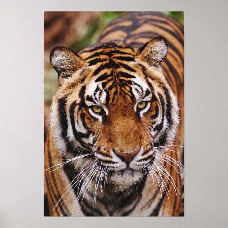 Bengal Tiger, Panthera tigris Poster | Zazzle