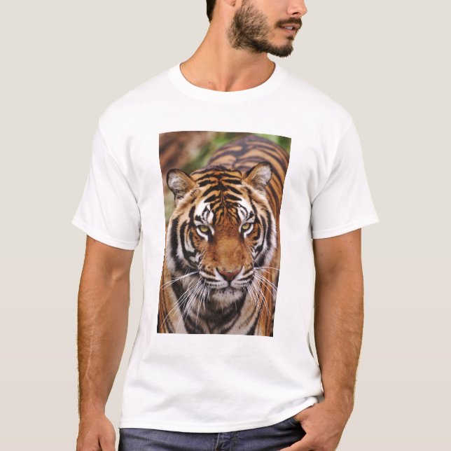 Bengal Tiger, Panthera tigris T-Shirt (Front)