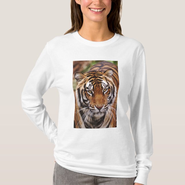 Bengal Tiger, Panthera tigris T-Shirt (Front)