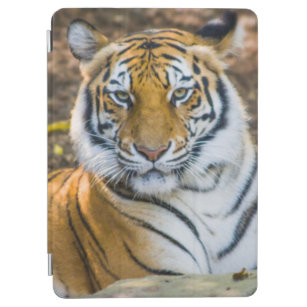 Bengal Tiger (Panthera Tigris Tigris) iPad Air Cover