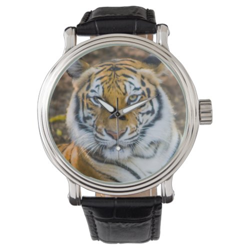 Bengal Tiger Panthera Tigris Tigris Watch