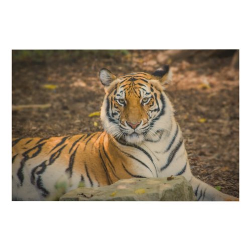 Bengal Tiger Panthera Tigris Tigris Wood Wall Art