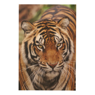 Bengal Tiger, Panthera tigris Wood Wall Art