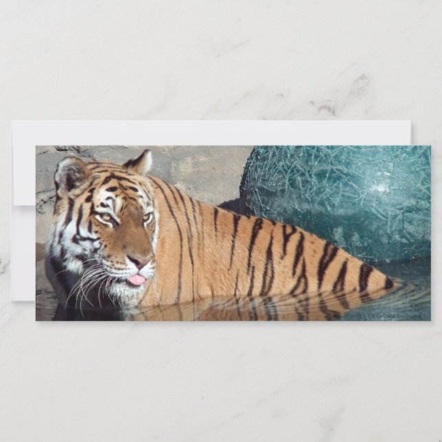 Bengal Tiger Photo Bookmark (Front)