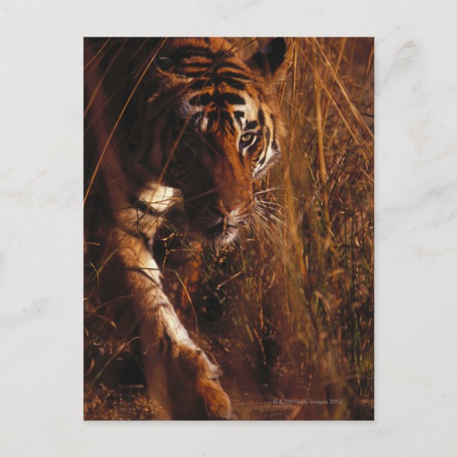 Bengal Tiger Postcard (Front)