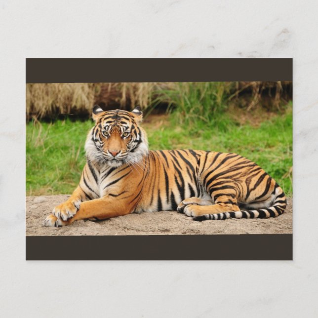 Bengal Tiger Postcard (Front)