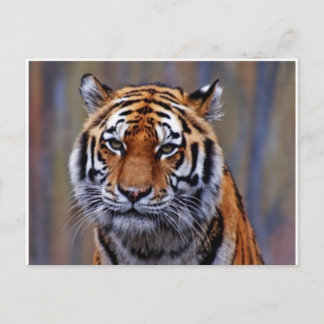 Bengal Tiger PostCard