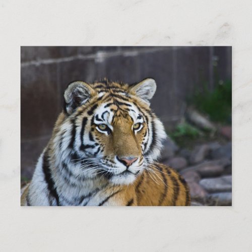 Bengal Tiger Postcard