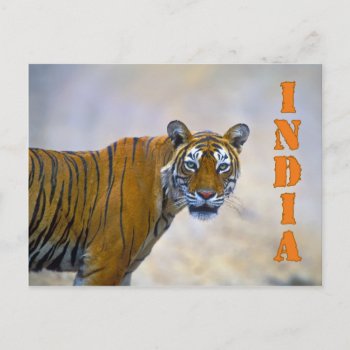 Bengal Tiger Postcard by leksele at Zazzle