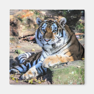 Bengal Tiger Resting on Mossy Rock Magnet