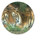 Bengal Tiger Sticker