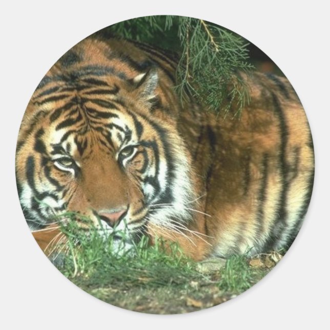 Bengal Tiger Sticker (Front)