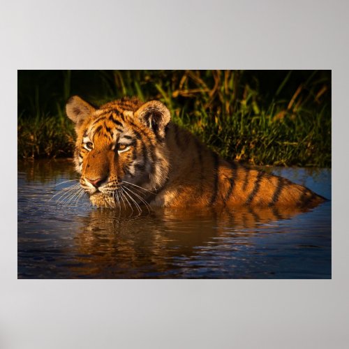 Bengal Tiger watching you from the water poster