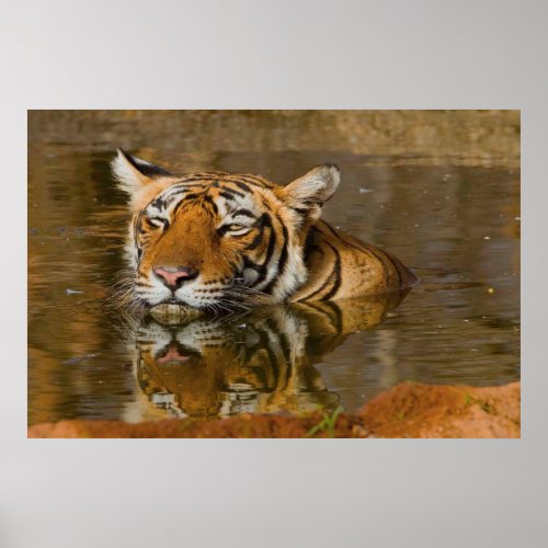 Bengal Tiger watching you from the water poster 2