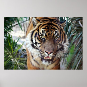 Bengal Tiger watching you poster 2