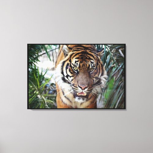Bengal Tiger watching you Wrapped 2 Canvas Print