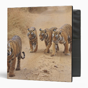 Bengal Tigers 3 Ring Binder