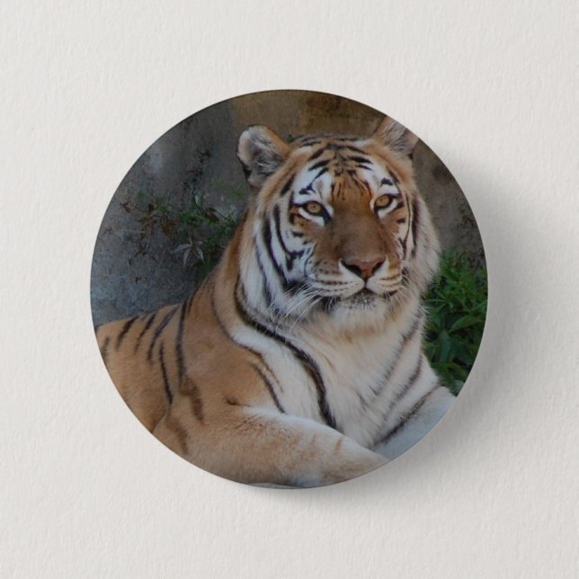 Bengal Tigers Button (Front)
