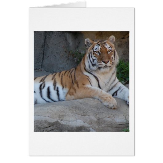 Bengal Tigers Cards (Front)