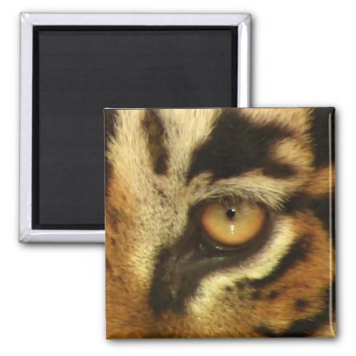 Bengal Tigers Eye Wildlife Big Cat Lover Photo Magnet