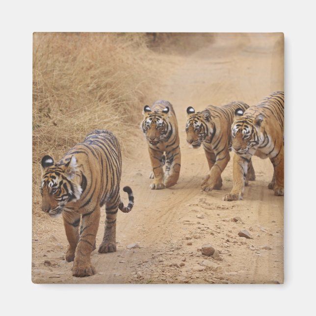 Bengal Tigers Magnet (Front)
