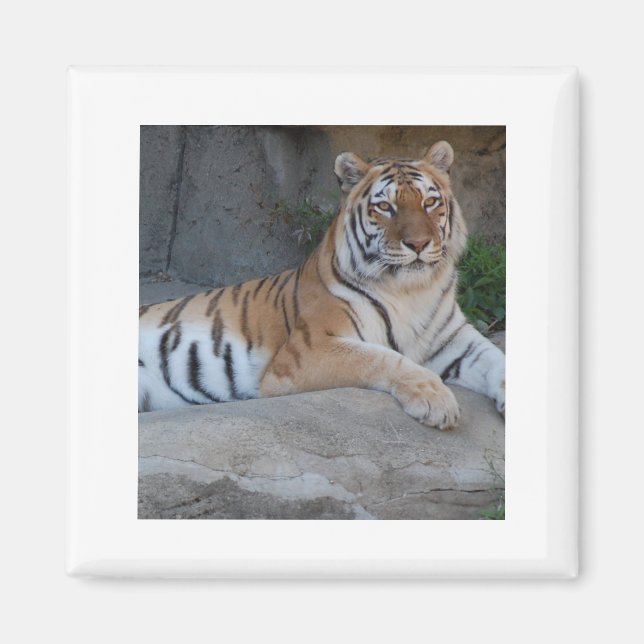 Bengal Tigers Magnet (Front)
