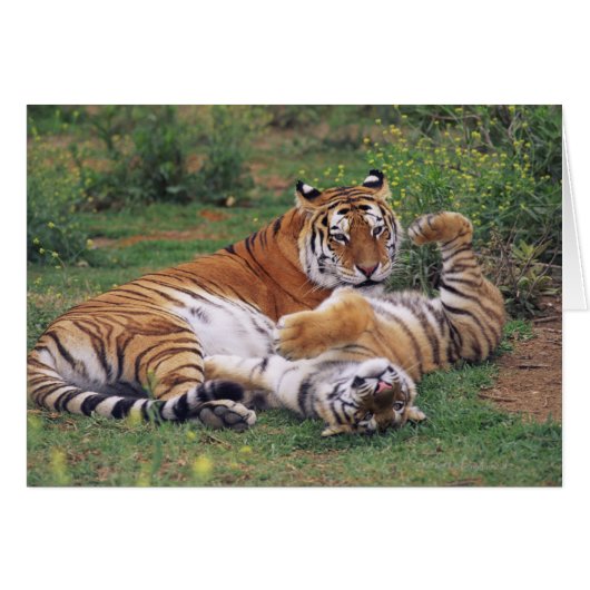 Bengal tigers playing cards (Front Horizontal)