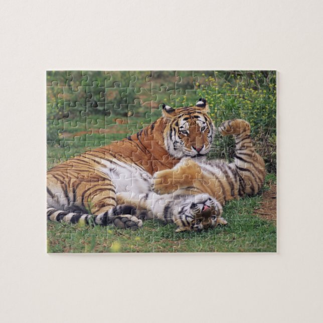 Bengal tigers playing jigsaw puzzle (Horizontal)