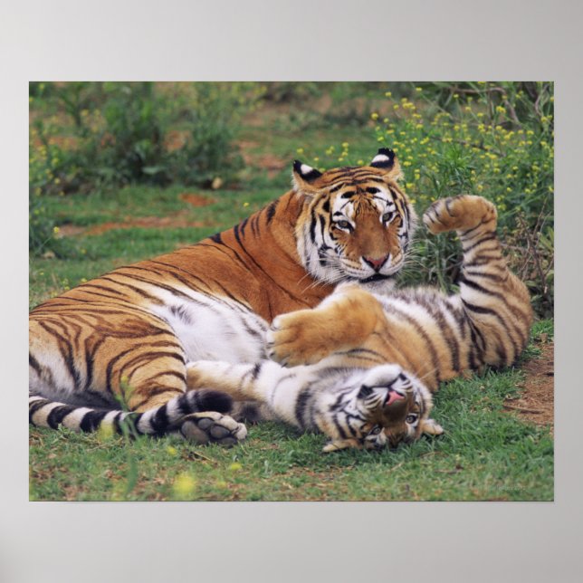Bengal tigers playing poster (Front)