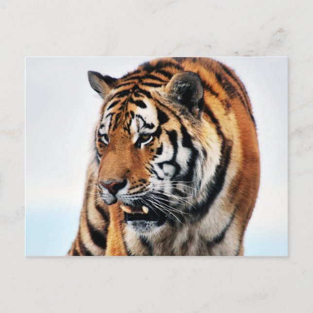 Bengal Tigers Wild Life Postcard (Front)