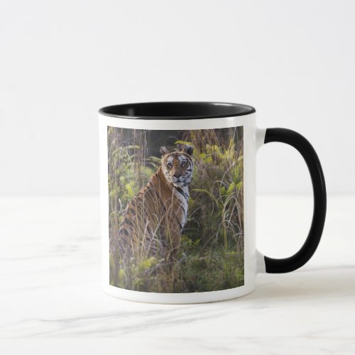 Bengal tigress in tall grass trying to hunt mug