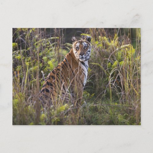 Bengal tigress in tall grass trying to hunt postcard