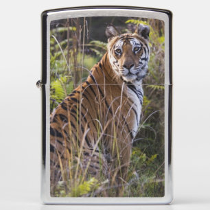 Bengal tigress in tall grass, trying to hunt, zippo lighter