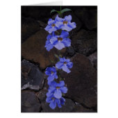 Bengal Trumpet Vine (Front)