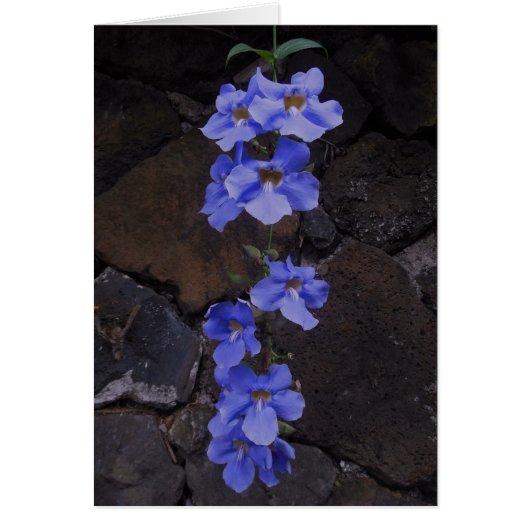 Bengal Trumpet Vine Cards (Front)
