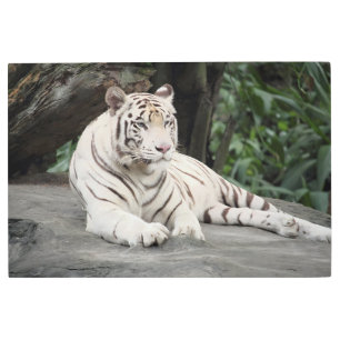 Bengal White Tiger Lying On The Rock Metal Print