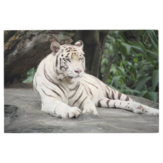 Bengal White Tiger Lying On The Rock Metal Print