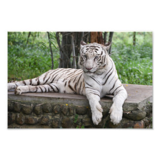 Bengal white Tiger Photo Print