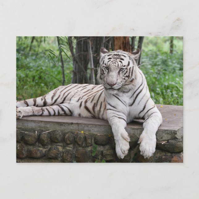 Bengal white Tiger Postcard (Front)