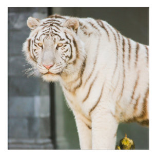 Bengal White Tiger Staring At You Photography Acrylic Print
