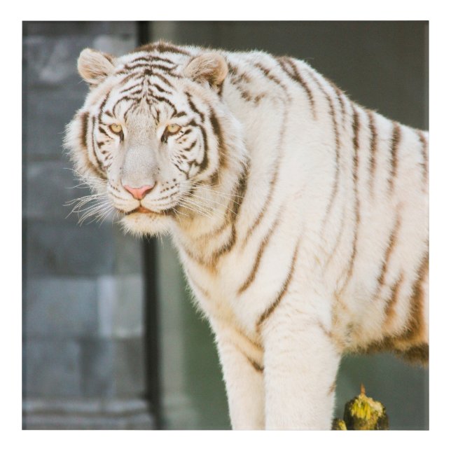 Bengal White Tiger Staring At You Photography Acrylic Print (Front)