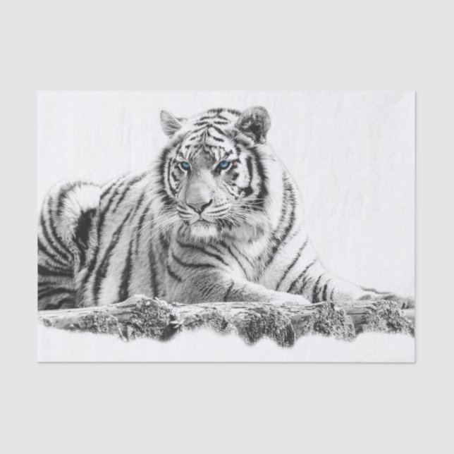 Bengal White Tiger Tissue Paper (Front)