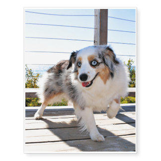 Bennett - Aussie Mini - Rosie - Carmel Beach Temporary Tattoos