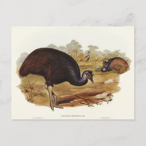 Bennetts Cassowary by Elizabeth Gould Postcard
