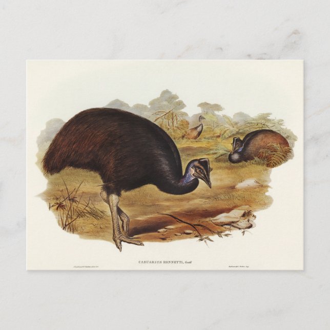 Bennett's Cassowary by Elizabeth Gould Postcard (Front)
