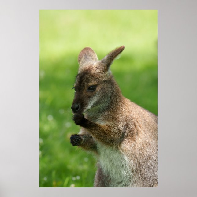 Bennett's Wallaby Poster (Front)