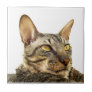 Benson Tile | Tabby point Cornish Rex Cat -Tiger