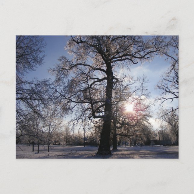 Berea Oak after Ice Storm Postcard (Front)