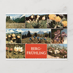 Berg Frühling Vintage Alpine Flowers Multiview Postcard
