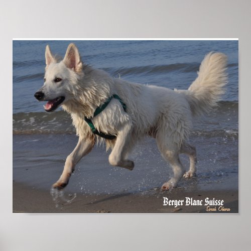 Berger Blanc Suisse on the Rostocker beach Poster